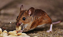 24 Hour & Emergency Exterminators in Pisek, ND